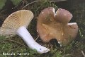 Russula romellii-amf1673